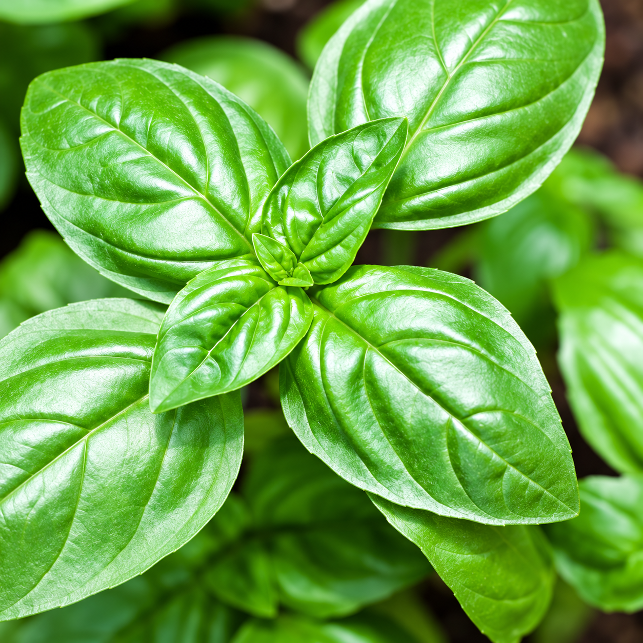Fresh green basil leaves illustrating Organic Basil Essential Oil