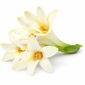 Two cream-white tuberose flowers illustrating Tuberose Absolute Oil