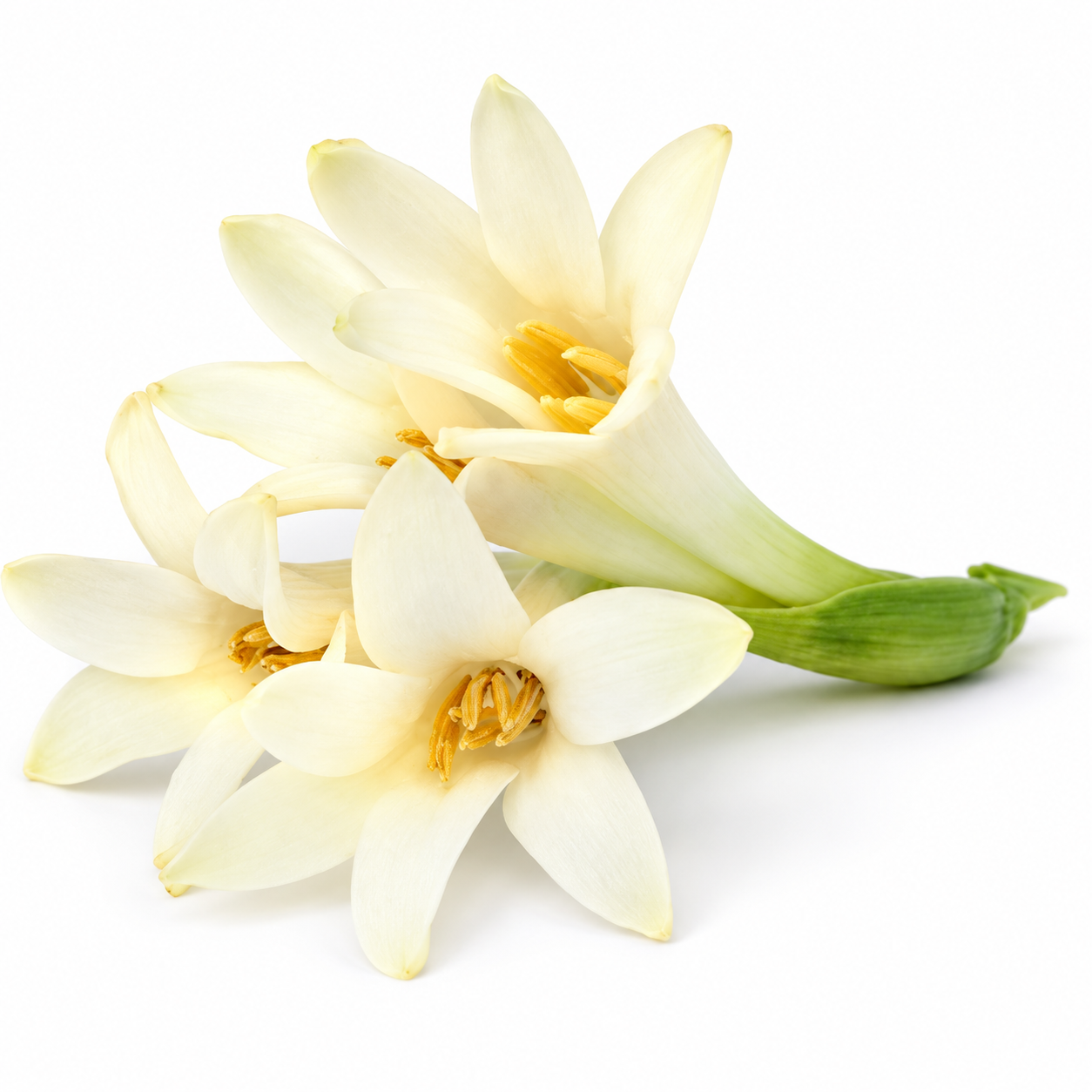 Two cream-white tuberose flowers illustrating Tuberose Absolute Oil